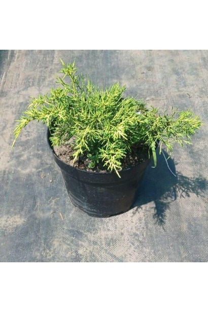 Ялівець середній Голден Саусер - контейнер 3 л